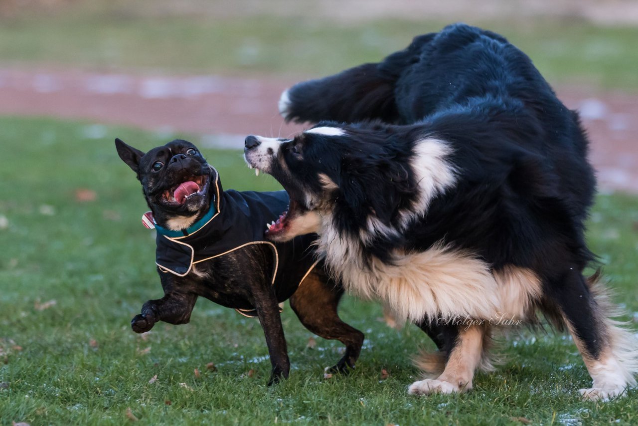 Bild 75 - Hundeshooting